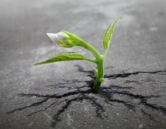 Resilience Study: 45-minute online survey for $10 Amazon gift card 1
