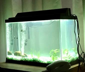 20 Gallon Aquarium + Starter Kit 1