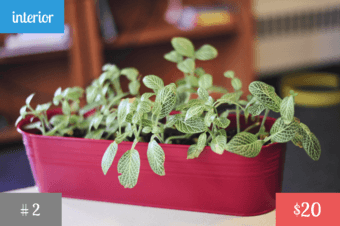 Plants! <Part 1> 2