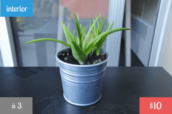 Plants! <Part 1> 3