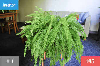 Plants! <Part 3> 3