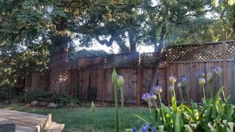 Room available (Aug 20) in Menlo Park house, Dog owner preferred! 3