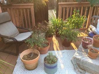 Potted plants and pots 1