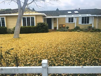 Upscale Home Share in Northern Los Altos (3 BR/2.5 BA) 1