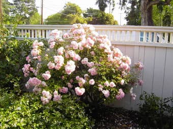 $50/day Furnished small studio in Palo Alto from rent from 11/3-11/12 1