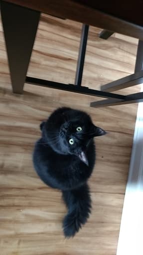 Cat Sitter Needed Dec. 19th - January 1st. 1