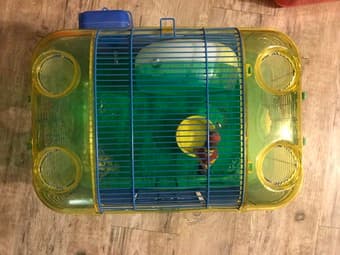 Sell my two hamster cages 3