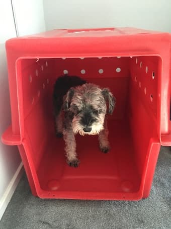 Almost new dog kennel intermediary size approved by airline companies 2