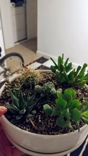 Succulent Garden 1