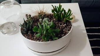 Succulent Garden 3