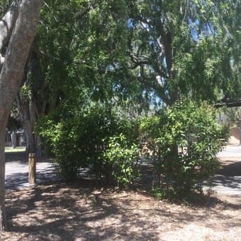 Summer sublet (female) in Escondido Village: pleasant, spacious 3
