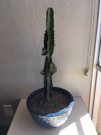 Cactus in vase 1