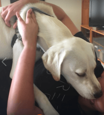 Dog Walking (Pre-set schedule) (Price negotiable) 1