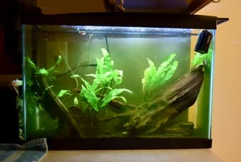 fish tank + ALL equipment + fish + shrimp 2