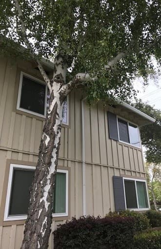 ROOM FOR RENT AT WEST MENLO PARK 1