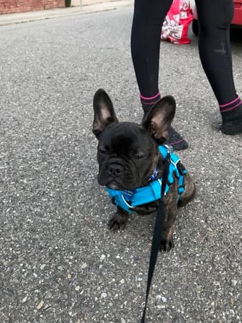 Looking for Regular Dog Walker/Sitter 1