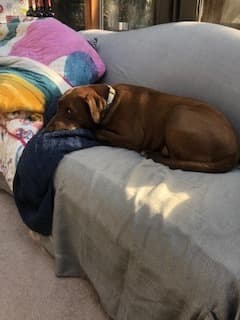 Dog Sitter Needed 1