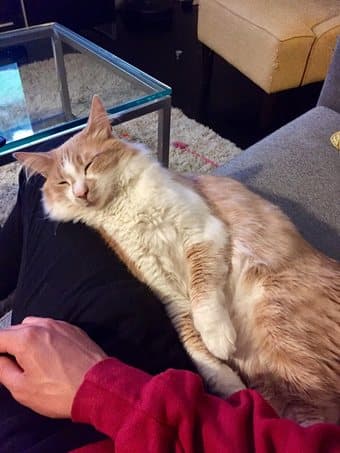 Two adorable young cats need a new home 3