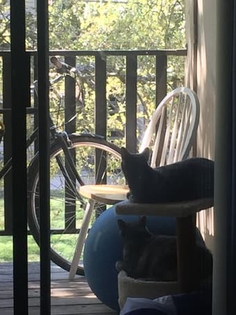 Roommate(s) Wanted! 3