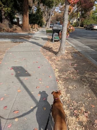 Dog sitting/Dog walking 1