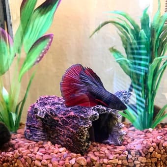 Fish with tank and all accessories! 2