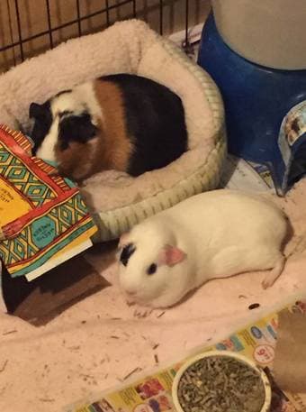 Looking for new home for 2 guinea pigs 2