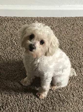 Stanford Affiliate seeks housing (max$2200) + cute rescue dog 1
