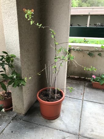 Begonvillea plant 1