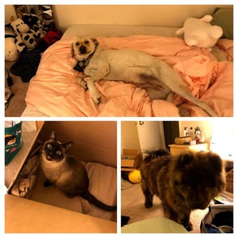 Bright Room in Menlo Park available 6/14 1