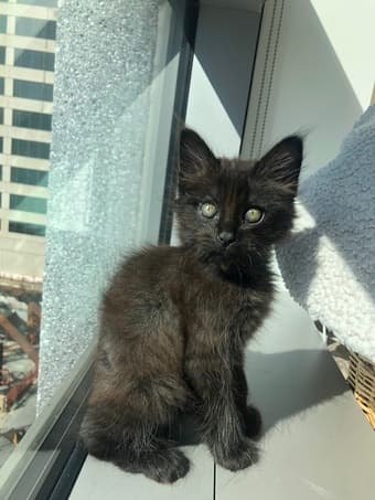 7 week old kitten needs new home 3