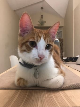Request for cat sitter starting June 22nd-adorable cat! 1