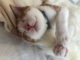 Request for cat sitter starting June 22nd-adorable cat! 2
