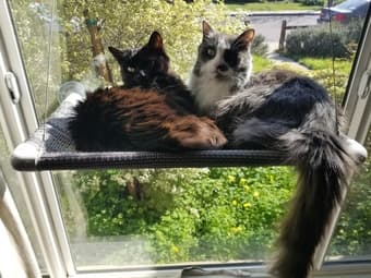 Want to have two adorable cats for a month? 1