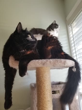 Want to have two adorable cats for a month? 2