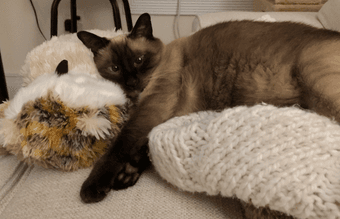 Come live with lots of pets in prime Palo Alto, close to Stanford 1