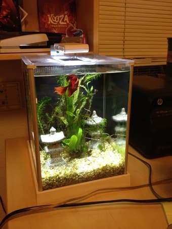 2.5 gallon Fluval Fish Tank + many accessories 1