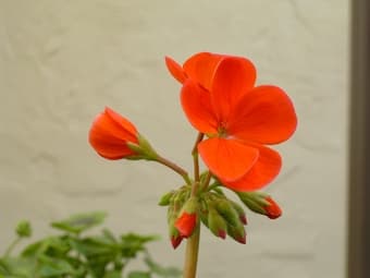 $1100 Furnished private room in Palo Alto house for rent from 08/16 2