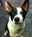 Need dogsitter over Christmas 1