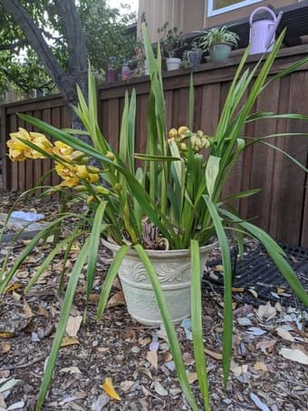 Plants 1