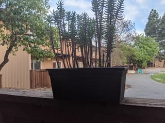 Plants 2