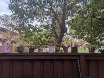 Plants 3