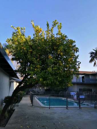 Palo Alto, appartment次卧招租--available 3/10--长短租均可 - $1188 1