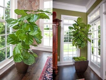 accepting plant donations 1