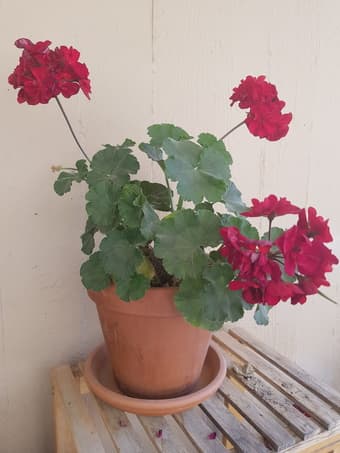 Plants 1