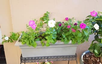 Plants 1