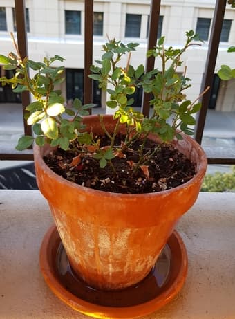 Rose plant 1