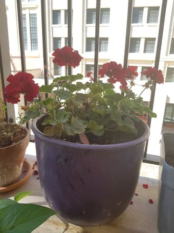 Geraniums flowers 2