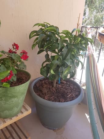 A tangerine tree and an orange tree. 2