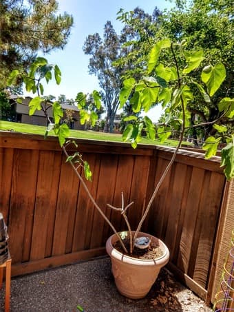 Mission Fig Tree 1
