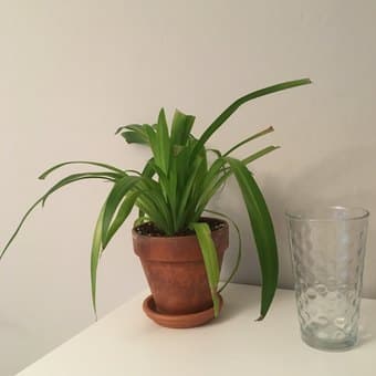 Cheerful & Healthy Houseplant 1